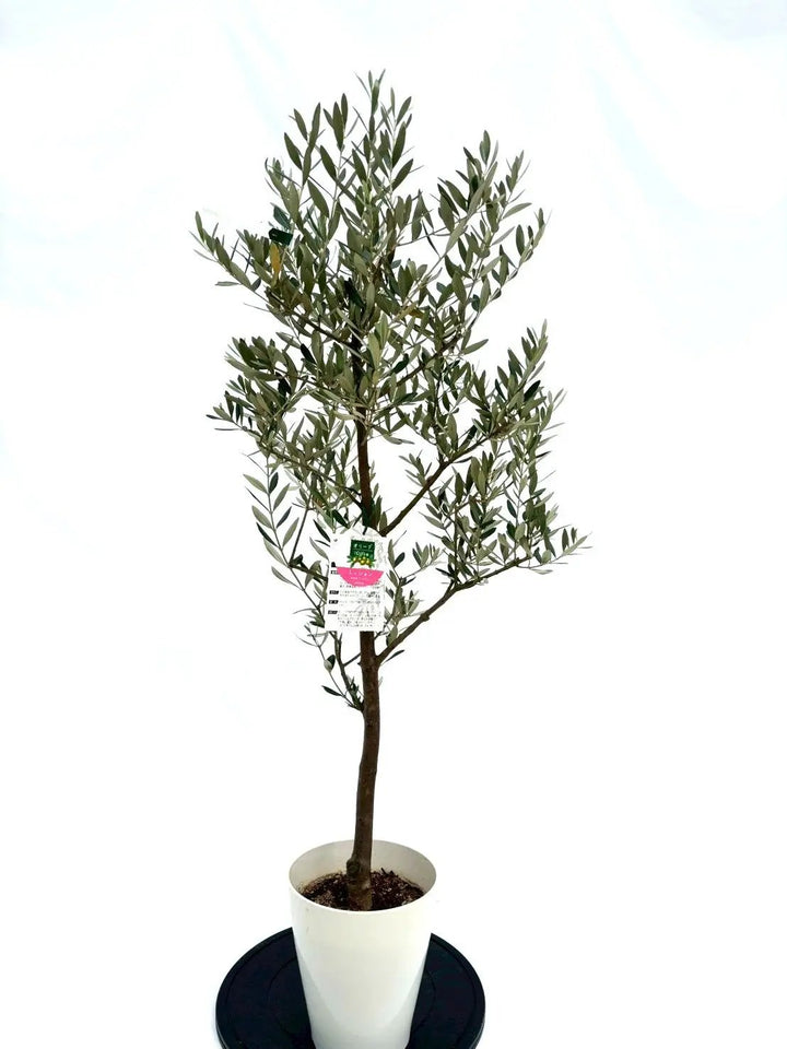 NEWミッション（オリーブの木）｜Sサイズ｜NO.10648｜約130cm｜人気