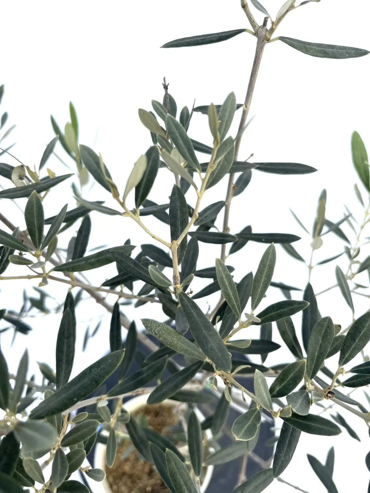 希少・室内向き・銀葉】アメリカン（オリーブの木）〈直立型〉｜80cm