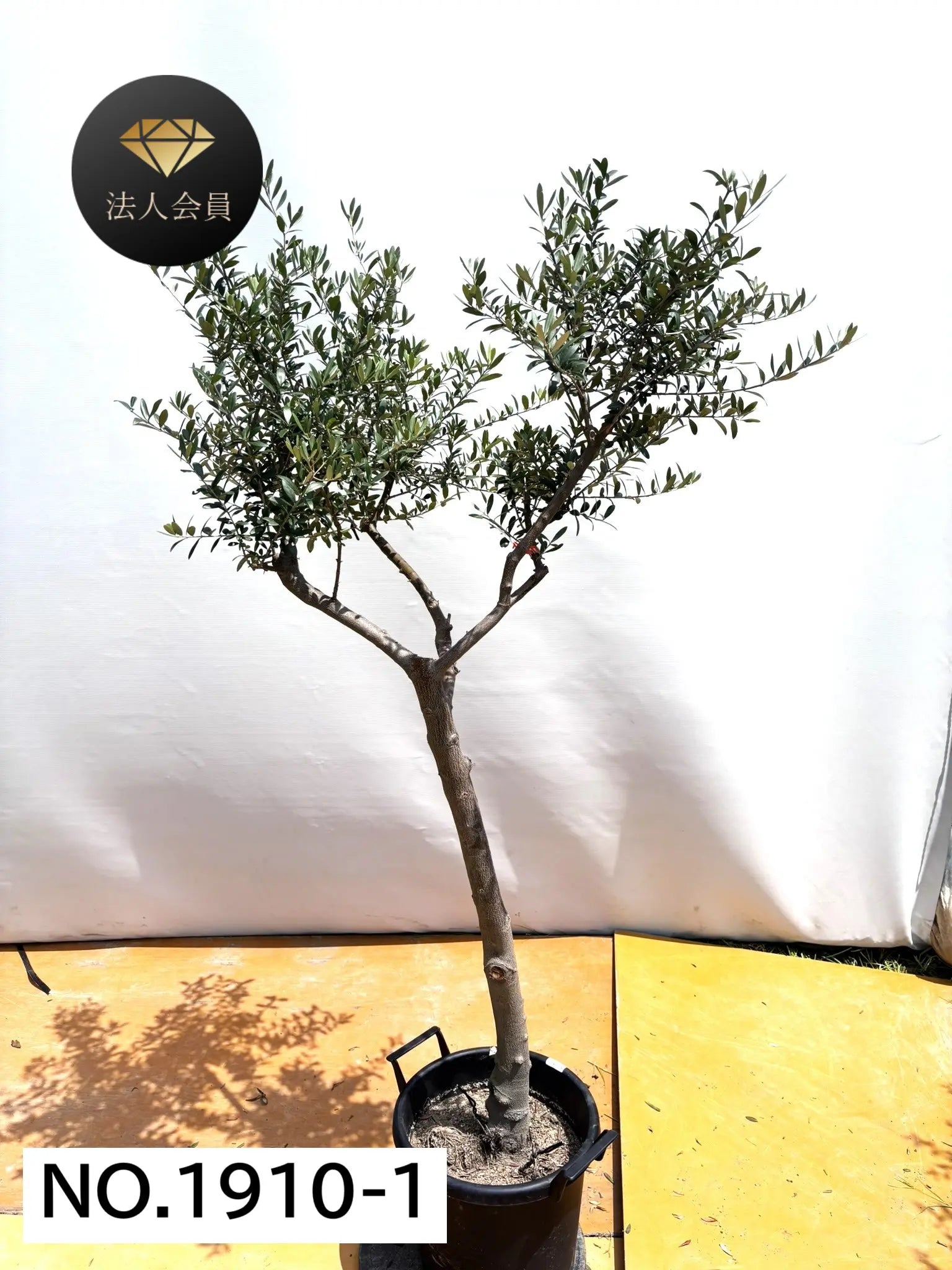 法人限定】ネバディロブランコ（オリーブの木）｜XL｜NO.1910｜約180cm