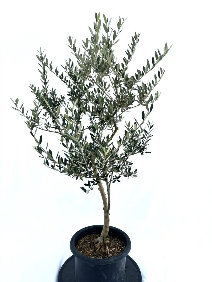 マンザニロ Mサイズ 約110cm NO.10395 オリーブの木 - 株式会社鶴亀園