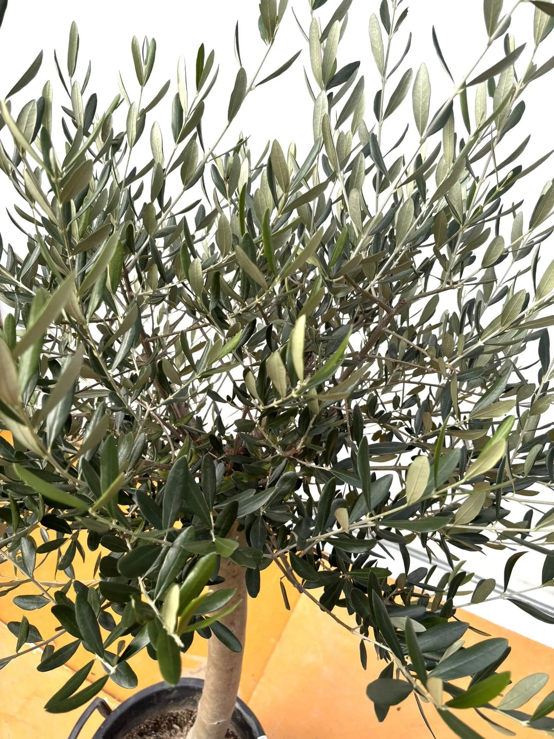 NEWルッカ（オリーブの木）｜XLサイズ｜No.2018｜約170cm｜人気・寒冷