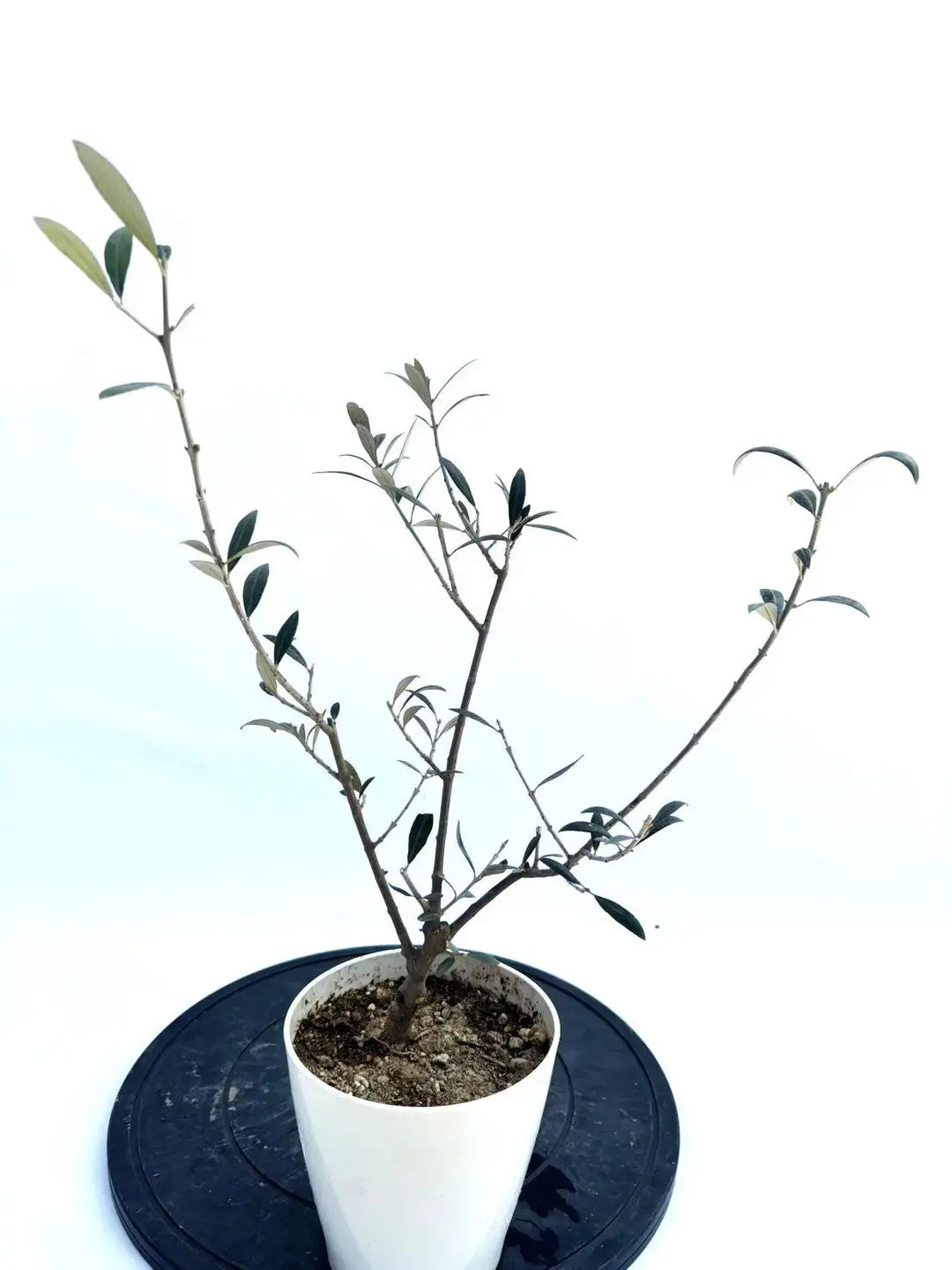 希少・銀葉】セントキャサリン（オリーブの木）〈直立型〉｜55cm｜XXS