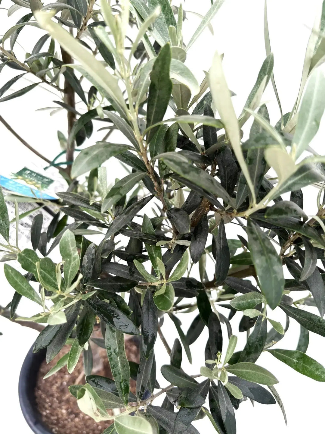 希少・銀葉・大実】ワンセブンセブン（オリーブの木）〈観葉植物〉｜約