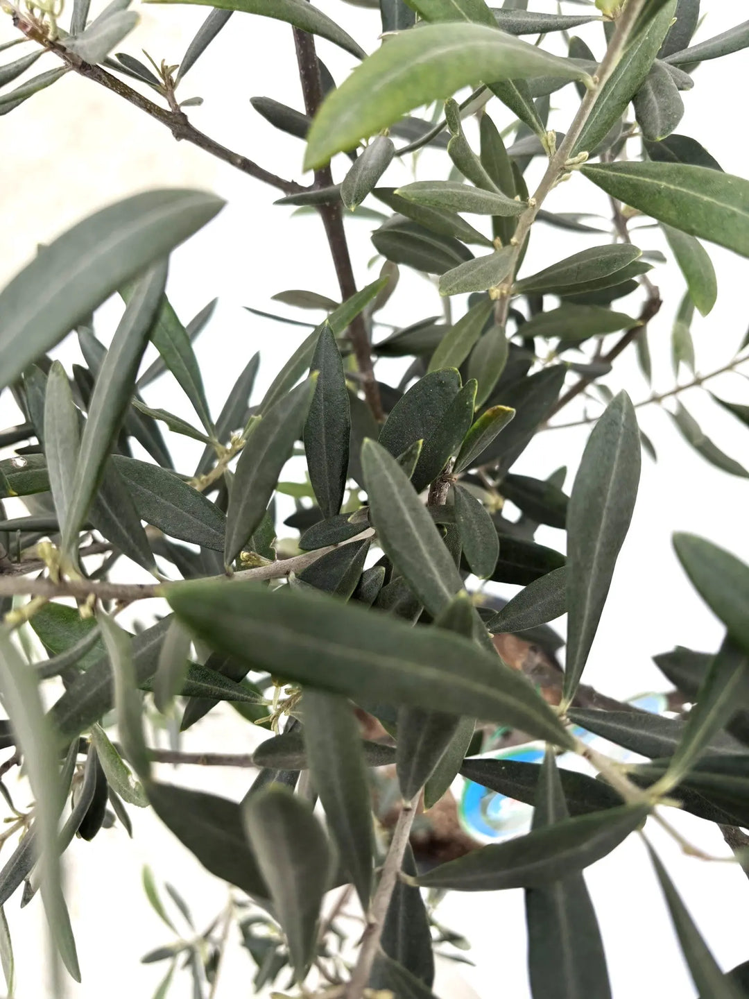 希少・銀葉】セントキャサリン（オリーブの木）〈直立型〉｜100cm｜M