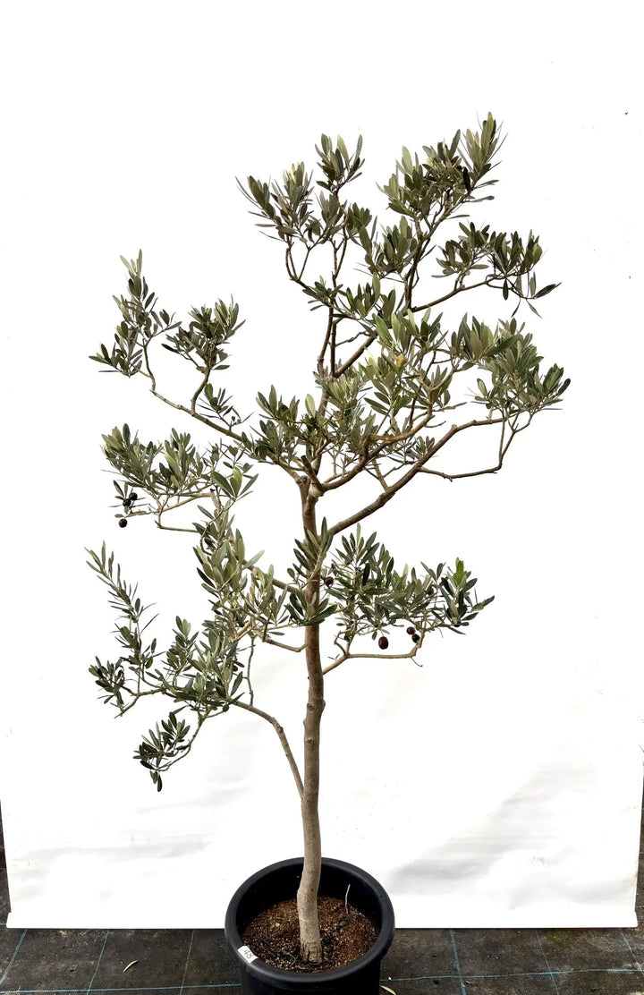 オリーブの木 アメリカン 5号 約65cm NO.842 希少品種 現品掲載