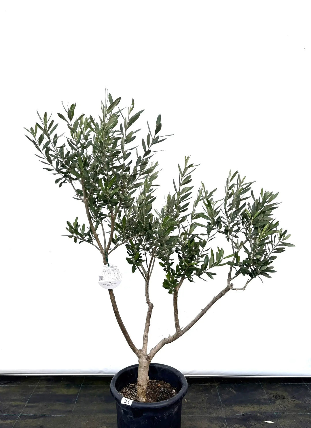 K-51-1_1080x.jpg?v=1733711296