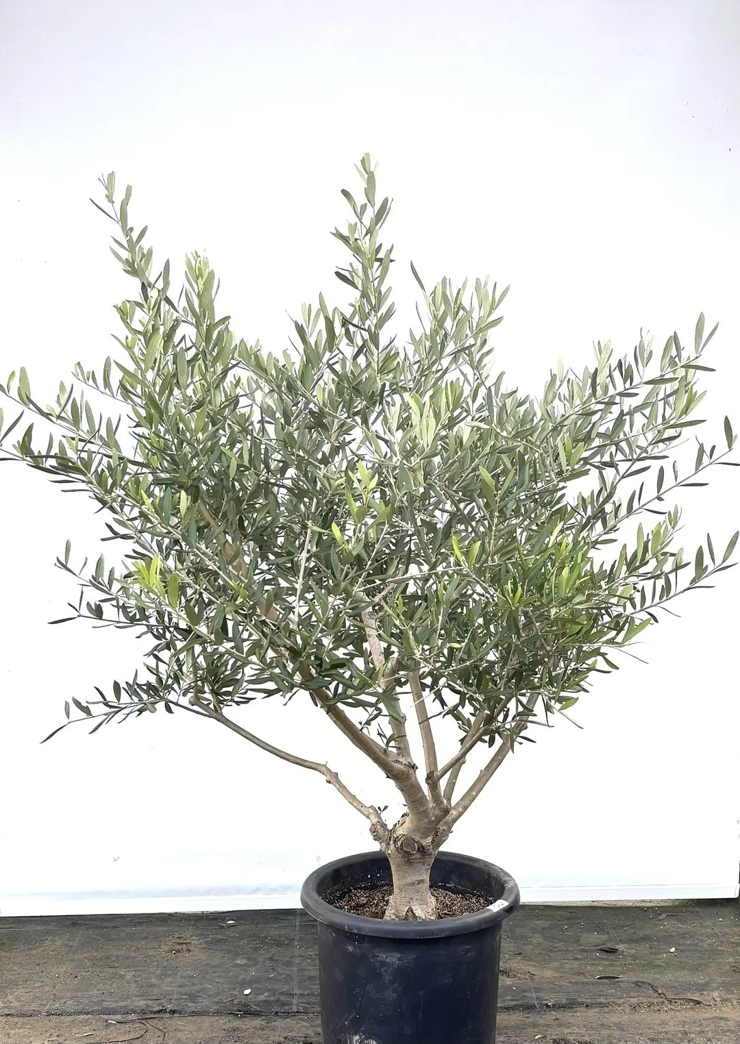 コラチナ Lサイズ 約130cm K-60 オリーブの木 - 株式会社鶴亀園