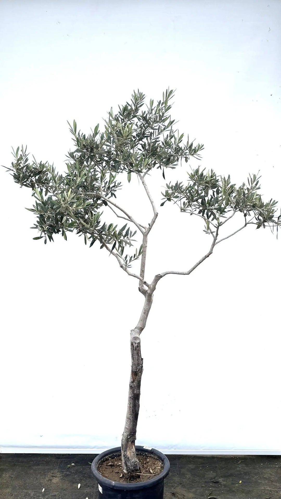 ペンドリノ Lサイズ 約180cm K-63 オリーブの木 - 株式会社鶴亀園