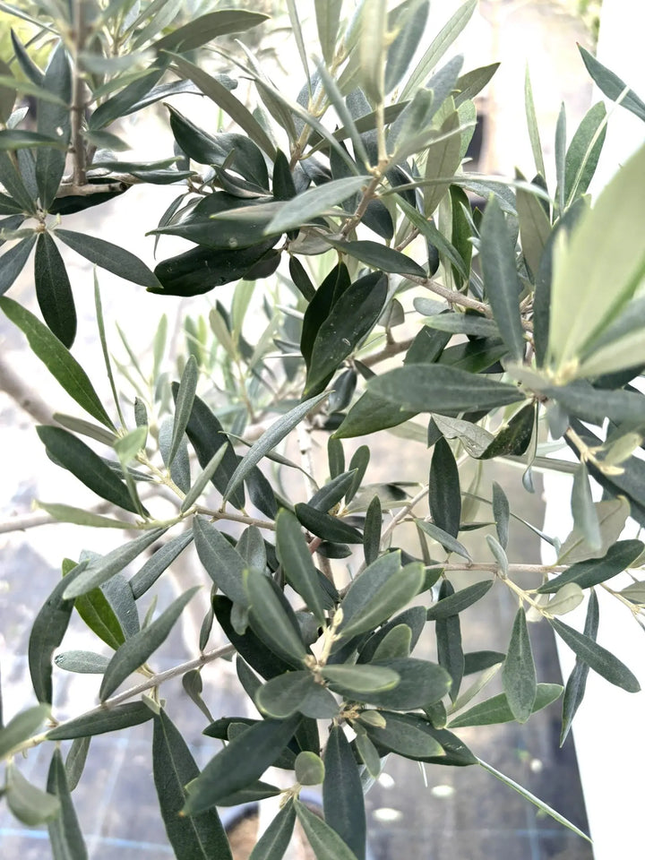 K-63-3_720x.jpg?v=1734327599