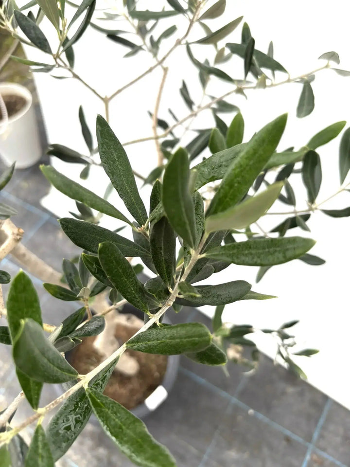 ハーディーズマンモス Mサイズ 約130cm K-28 オリーブの木 - 株式会社