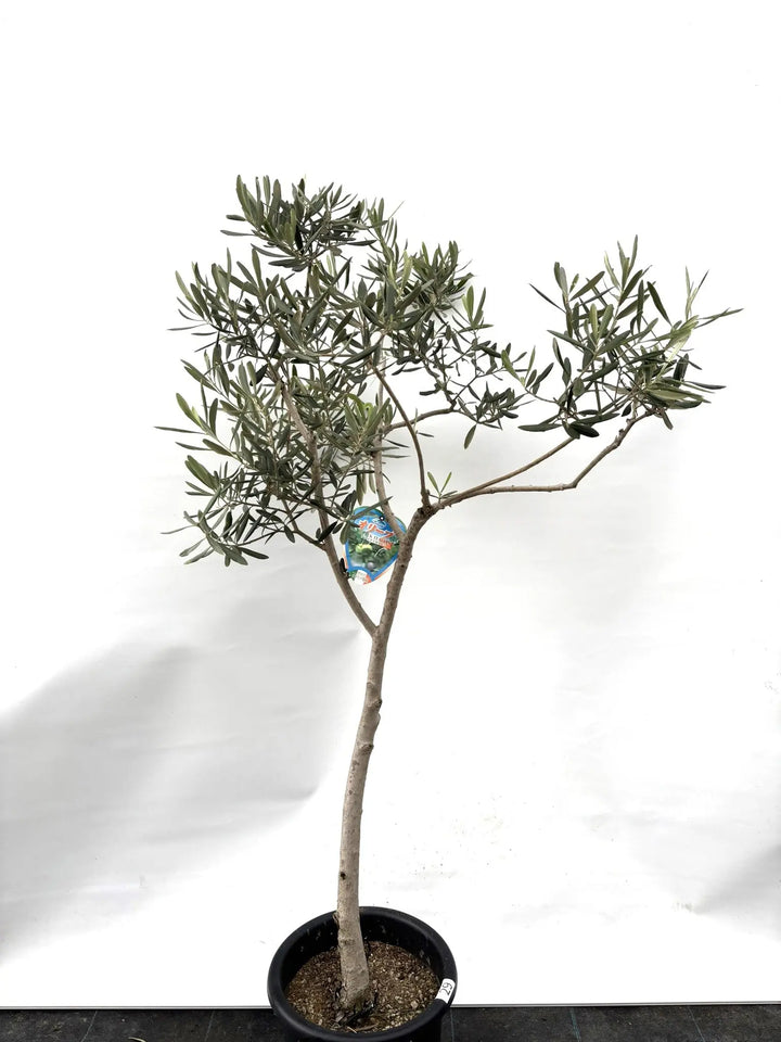 K-29-1_720x.jpg?v=1732157093