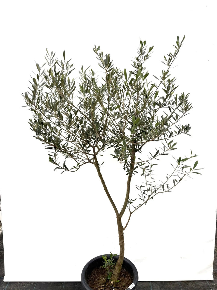 ネバディロブランコ Lサイズ 約150cm K-32 オリーブの木 - 株式会社鶴亀園