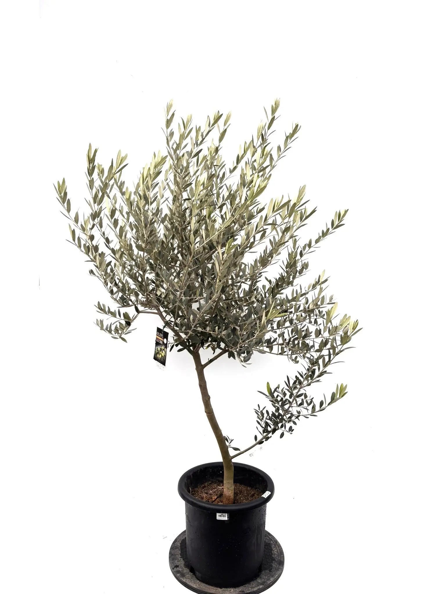 オリーブの木（全商品）｜写真の木をそのままお届け［現品販売］｜鶴亀