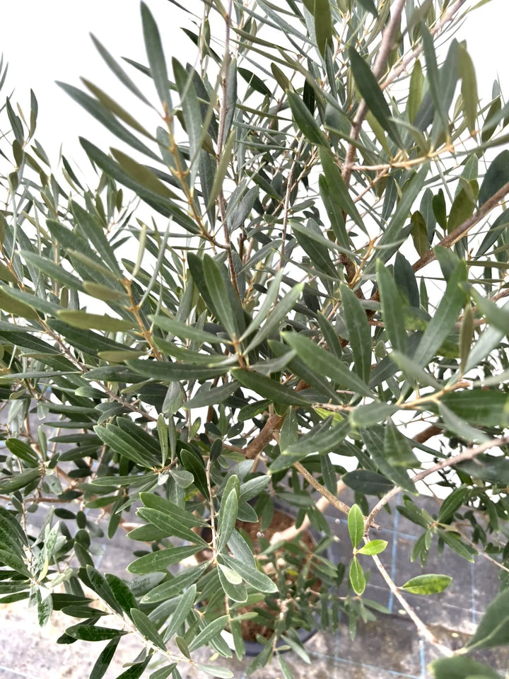 ネバディロブランコ Lサイズ 約150cm K-37 オリーブの木 - 株式会社鶴亀園