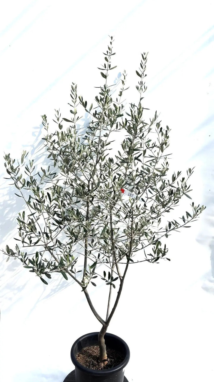 寒さに強い・開帳型】コレッジョラ（オリーブの木）〈病害虫に強い