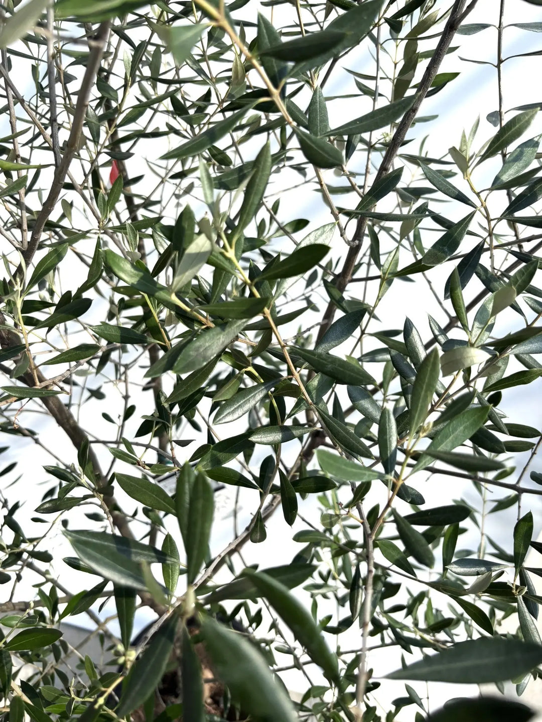 オイル用・小実】コロネイキ（オリーブの木）〈開帳型〉｜200cm｜L