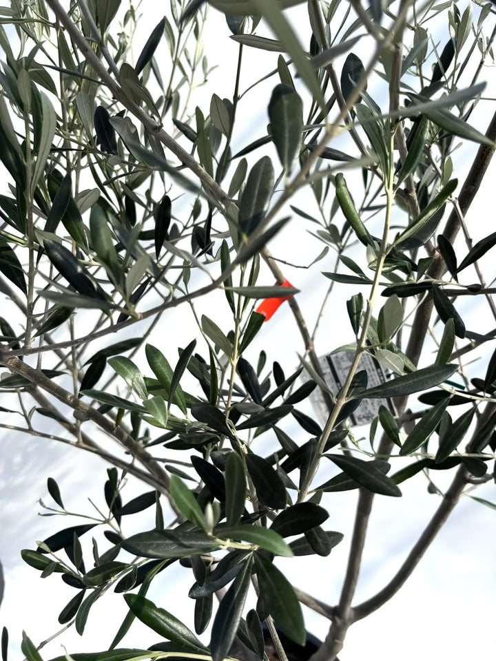 人気・寒冷地対応】ルッカ（オリーブの木）〈初心者向き〉｜200cm｜L