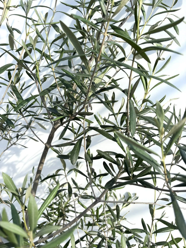 人気・直立型】コラチナ（オリーブの木）〈シンボル向き〉｜200cm｜L