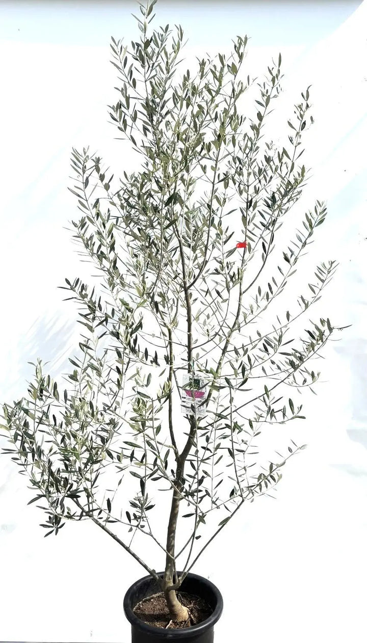 l-220cm-k-171-553988_720x.jpg?