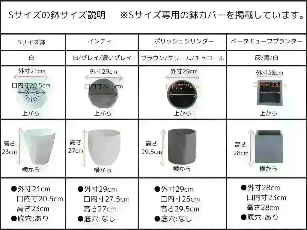 希少・自家受粉】オークラン（オリーブの木）〈開帳型〉｜110cm｜S