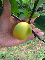 梅津酒造｜良熟梅の酒「野花」・梅の仁しぼり「花天神」