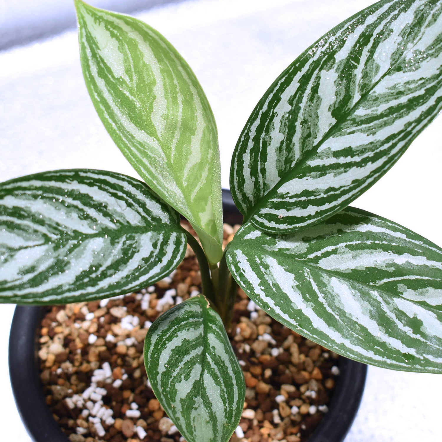 カーティシー＞Aglaonema Nitidum “Curtisii” UND211202B – undried