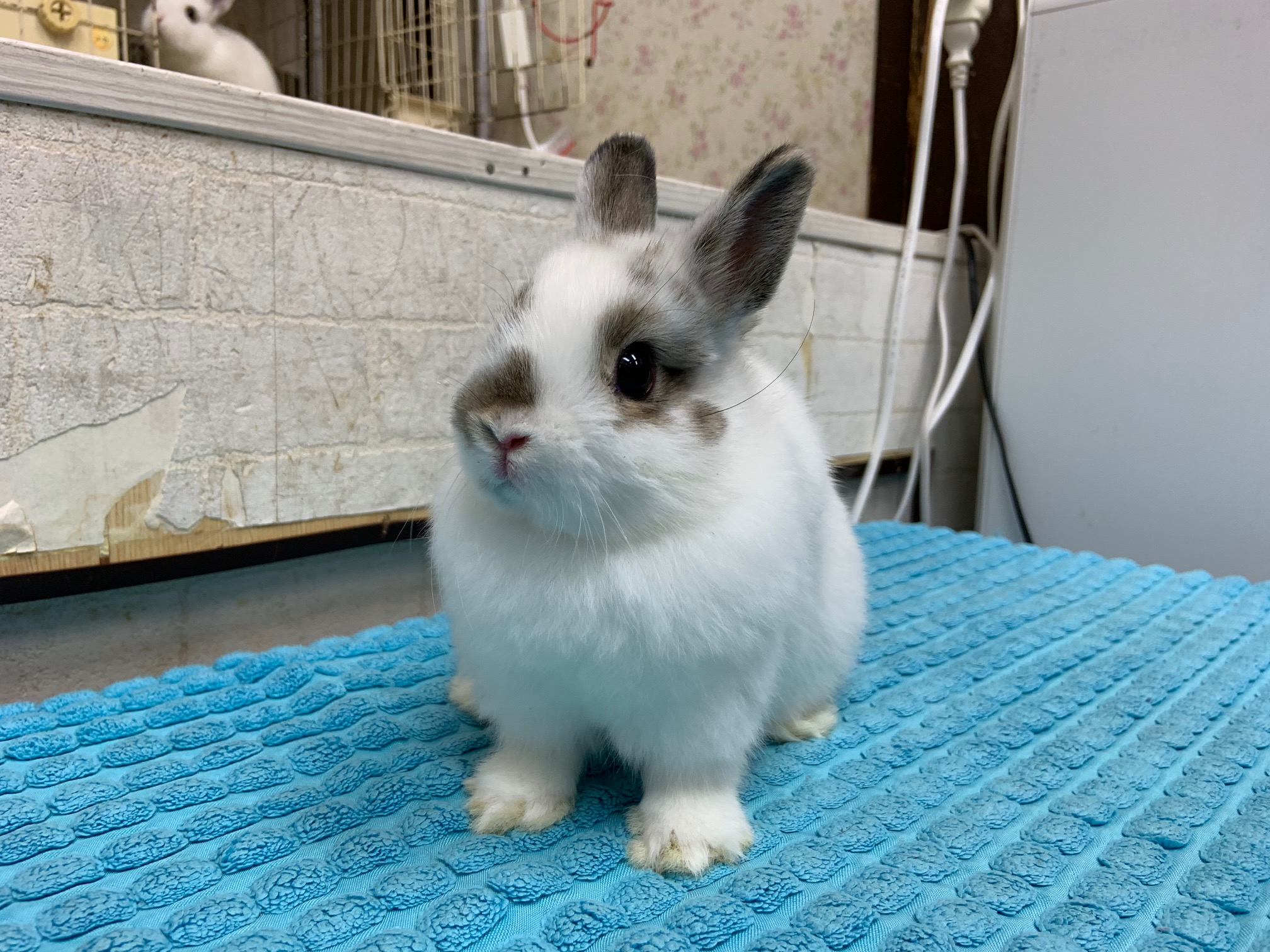 ネザーランドドワーフHD634 | うさぎの都