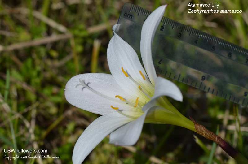 US Wildflower - Atamasco Lily, Rain Lily, Easter-lily, Naked Lady