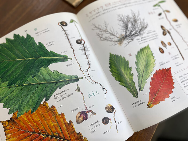 ドングリの魅力 | ㈲内海建設｜LIXILリフォームショップ｜菊川市での