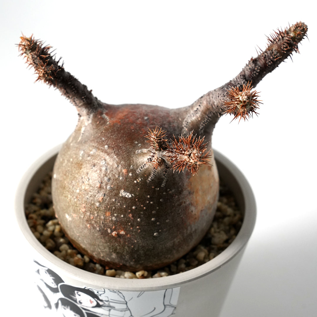 Pachypodium Gracilius - パキポディウム・グラキリス – VALIANT