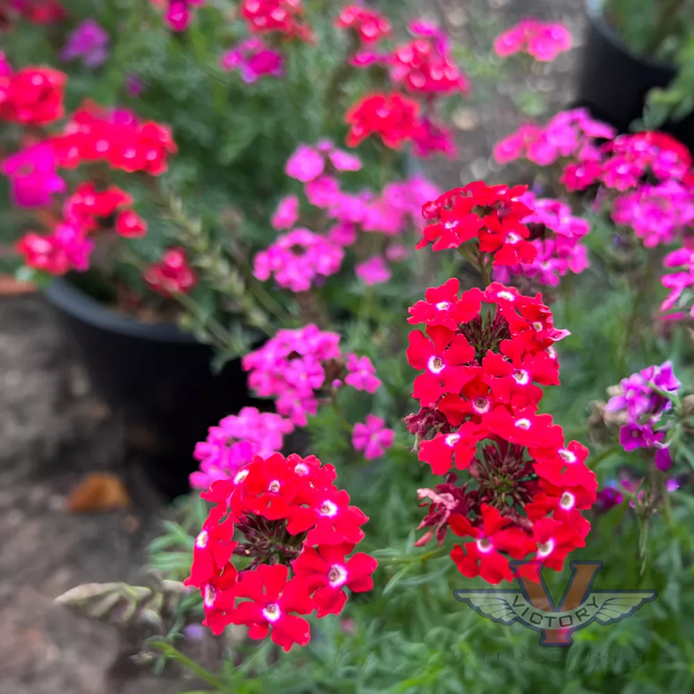 Moss Verbena 'Sweetheart Kisses' - Victory Seed Company