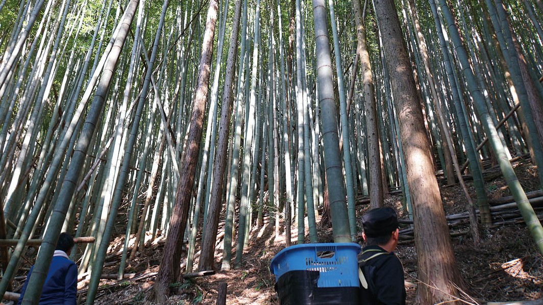 竹の子、山菜、のち雨子。 変わらない春の恵み。 その1（全2回
