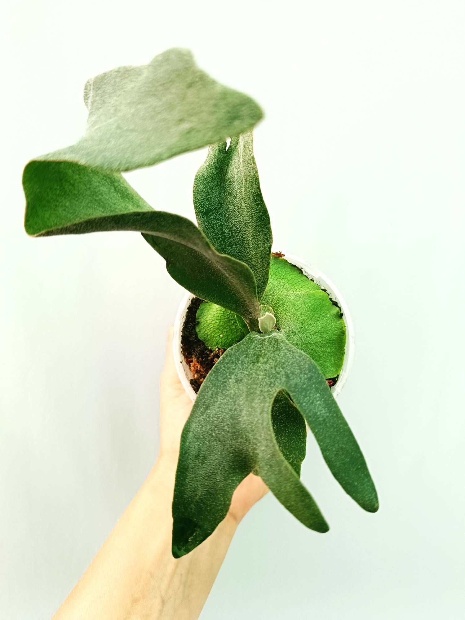 Platycerium Ginka | Welovetropicalplants