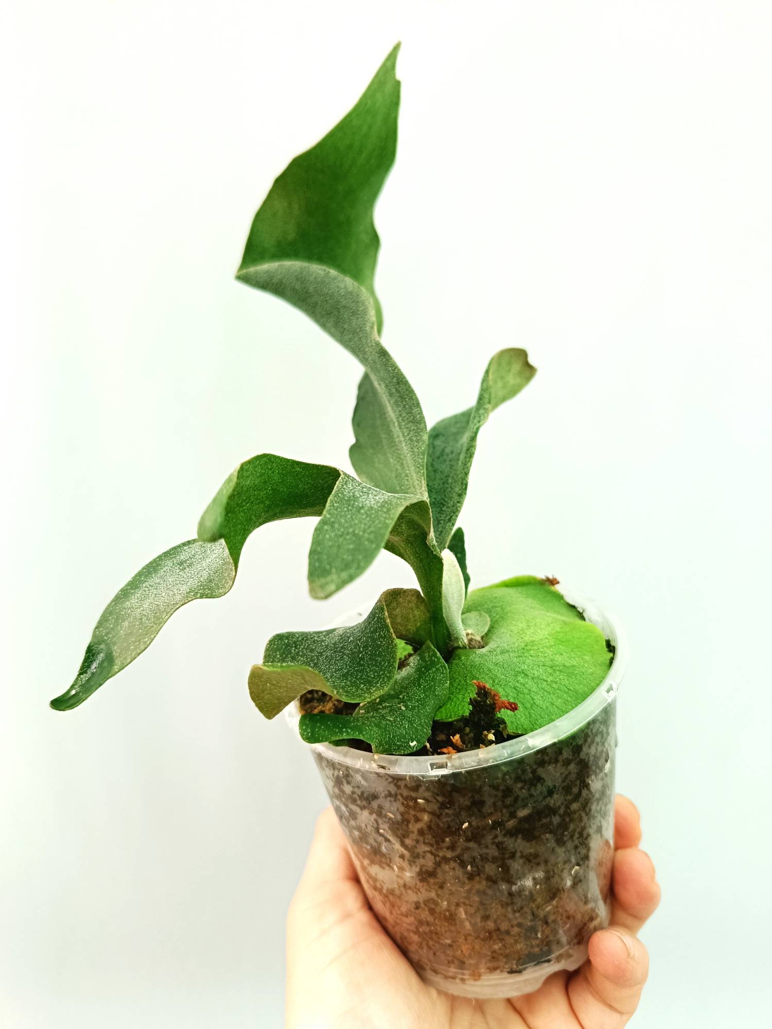 Platycerium Ginka | Welovetropicalplants