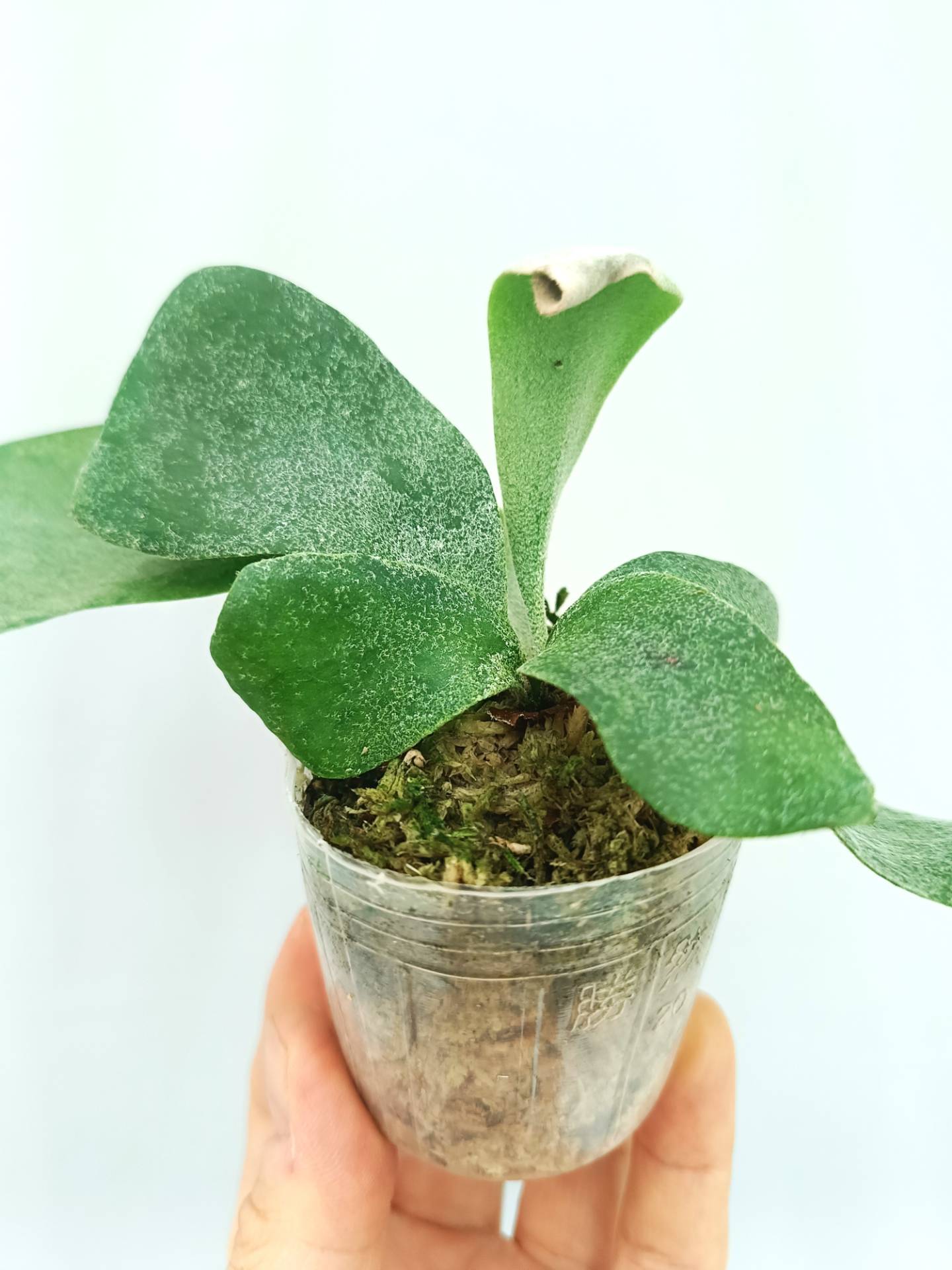 Platycerium Willinckii 'Pearl Queen' | Welovetropicalplants