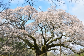 ヤマザクラ | 木材博物館