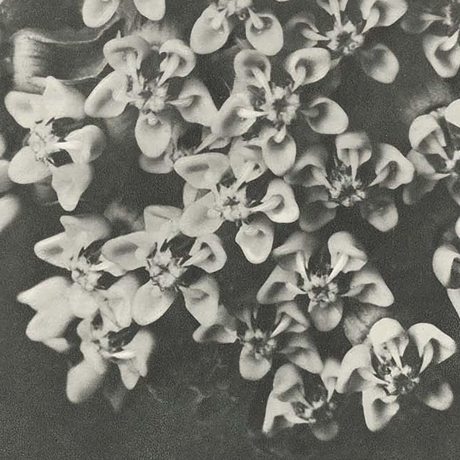 カール・ブロスフェルト】選べるサイズとフレーム アートポスター