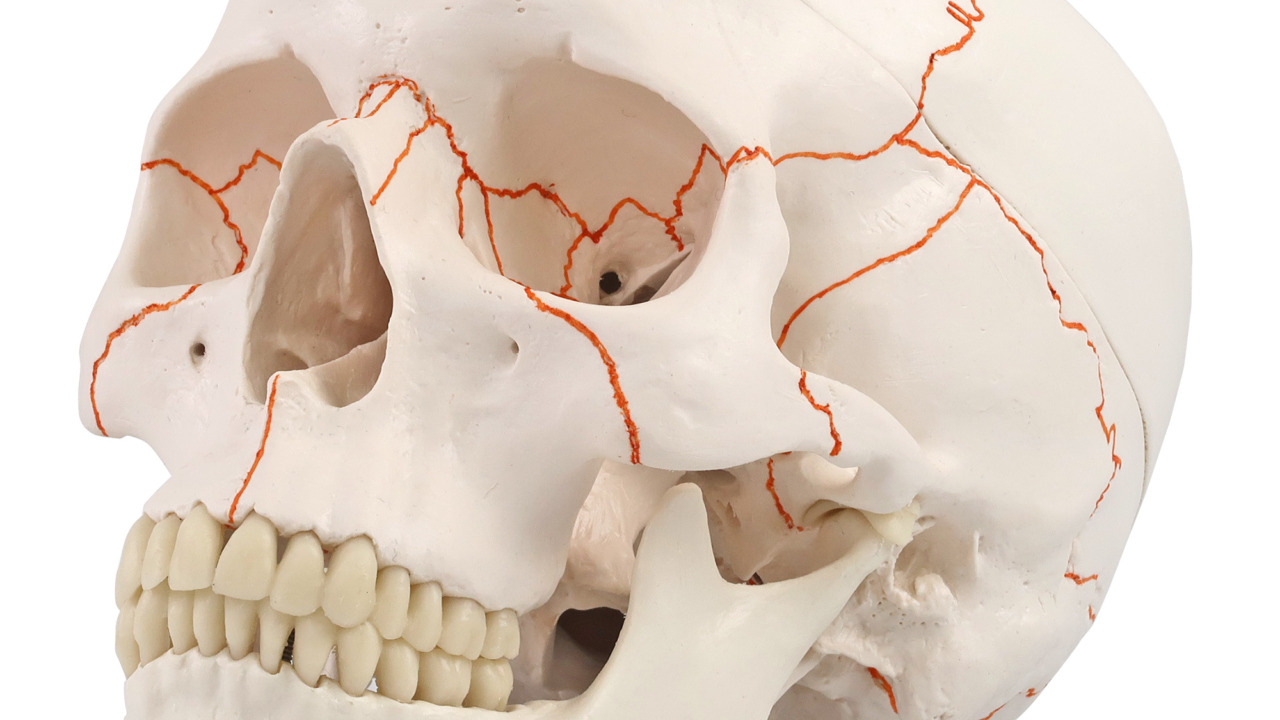 頭蓋，縫合線表示付，3分解モデル | 日本スリービー・サイエンティフィック