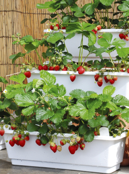 イチゴ プランター編 - 園芸特集 - 株式会社 東 商