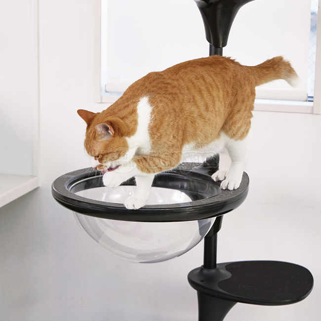 OPPO CatForest2 キャットフォレスト2 ブラック (04351) Cat Forest-2