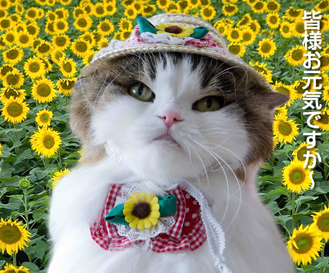 麦わら猫帽子 ひまわり 猫用 コスプレ ( ちょこえり猫首輪ひまわり畑