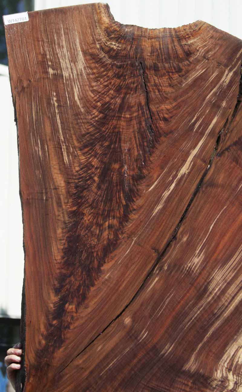 Extra Fancy Fiddleback Crotchwood Claro Walnut Slab – Cook Woods