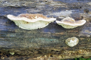 サルノコシカケ科 | Corvet Photo Agency