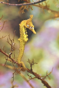 タツノオトシゴ属 | Corvet Photo Agency