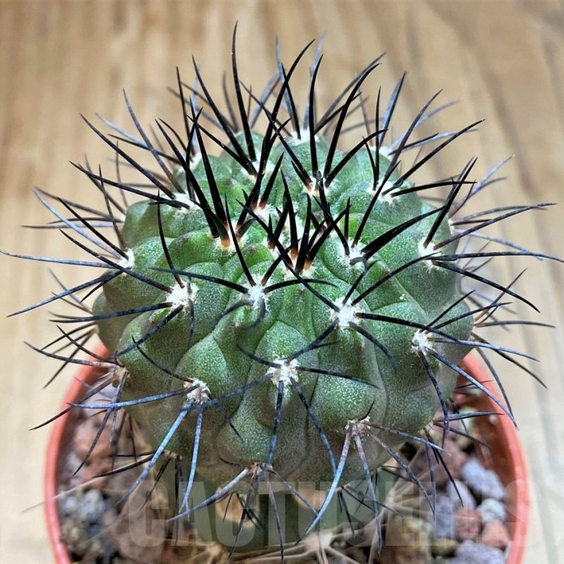 LOT729 10 SEEDS Copiapoa dura 2025 – Cactus-online