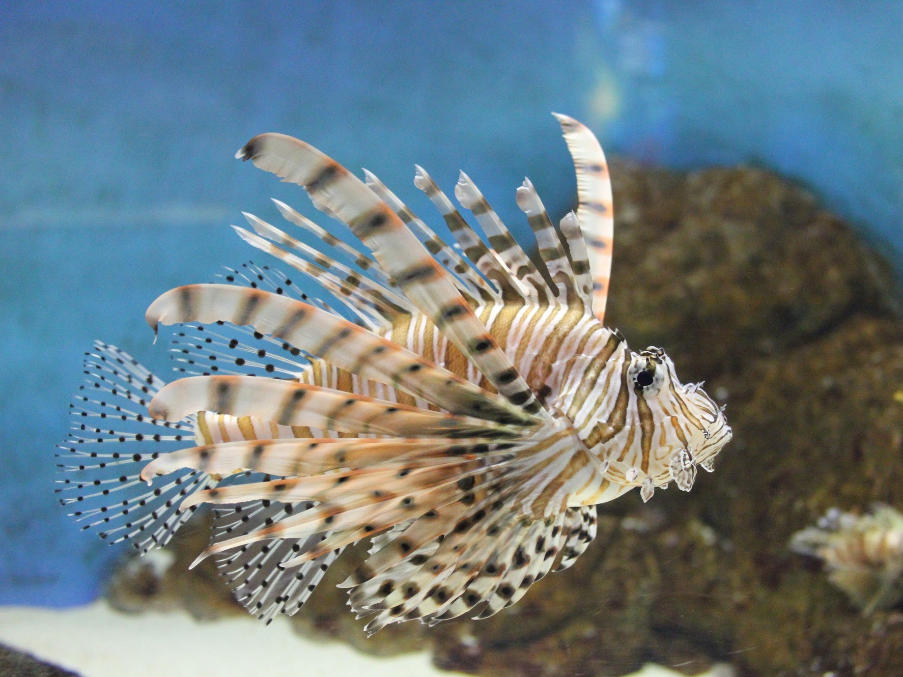 ハナミノカサゴの特徴・見分け方 ｜ 写真から探せる魚図鑑