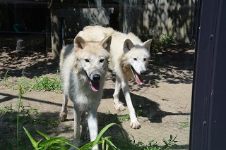 ホッキョクオオカミ｜秋田市公式サイト