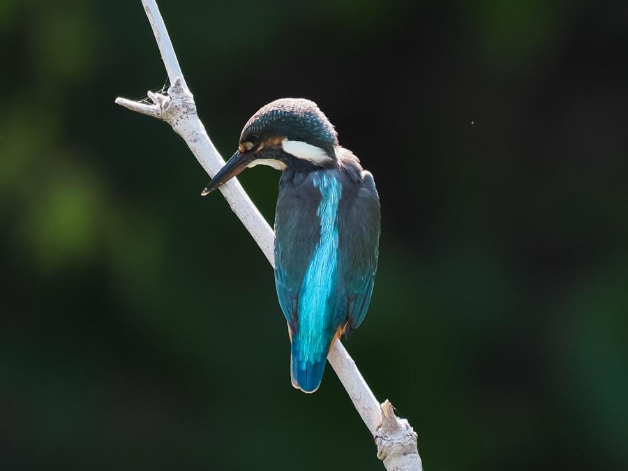 市の鳥「カワセミ」について｜藤沢市
