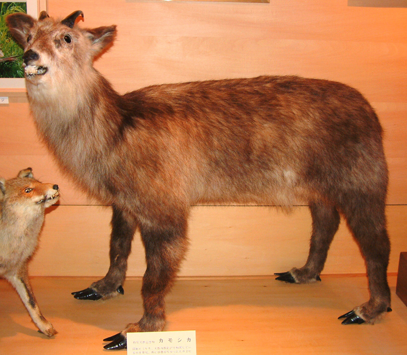 カモシカ（剥製） | 大館市公式サイト｜観光・市政・暮らし情報｜大館