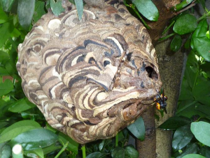 さいたま市／スズメバチの巣について